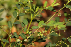 Phyllanthus gunnii