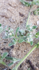 Cryptantha leiocarpa