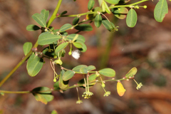 Phyllanthus gunnii