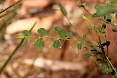 Phyllanthus gunnii