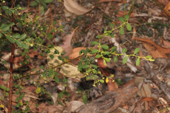 Phyllanthus gunnii