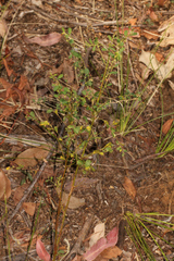 Phyllanthus gunnii