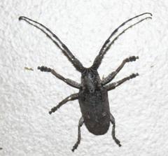 Crossotus stypticus