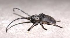 Crossotus stypticus