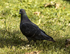 Columba livia domestica