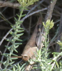 Catantopinae