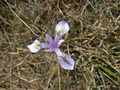 Moraea stricta