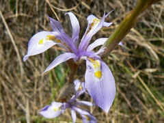 Moraea stricta