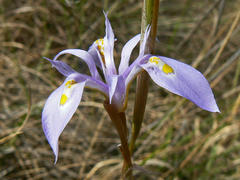 Moraea stricta