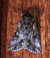 Acronicta transvalica
