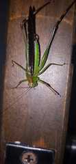 Orthoptera