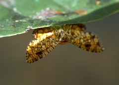 Lepidoptera