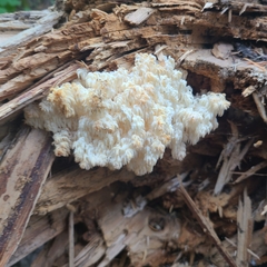 Hericium abietis