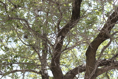 Mimus polyglottos image