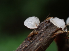 Gloiocephala epiphylla