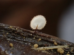 Gloiocephala epiphylla