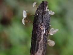 Gloiocephala epiphylla