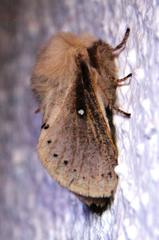 Bombycopsis tephrobaphes