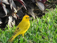 Sicalis flaveola