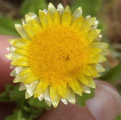 Helichrysum setosum