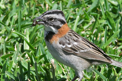 Zonotrichia capensis