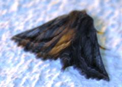 Drepanogynis pallidimargo