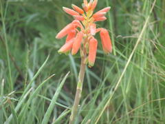Aloe verecunda