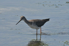 Tringa melanoleuca