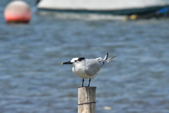 Thalasseus sandvicensis