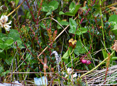 Vaccinium floribundum