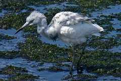 Egretta caerulea