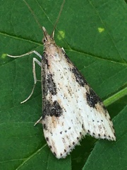 Udea itysalis