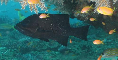 Cavebass (Dinoperca petersi) — Dinopercidae — 4