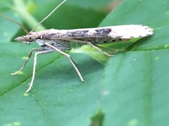 Udea itysalis