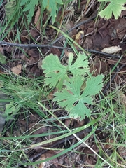 Aconitum umbrosum