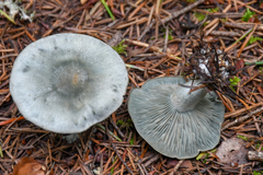 Clitocybe odora pacifica