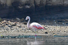 Phoenicopterus chilensis