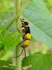 Megacyllene decora