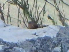 Cryptillas victorini