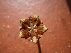 Lampranthus spiniformis