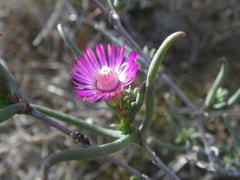 Lampranthus spiniformis