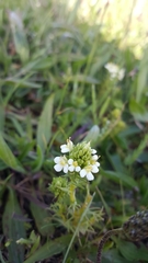 Triphysaria floribunda