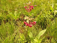 Pelargonium schlechteri
