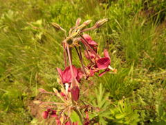 Pelargonium schlechteri