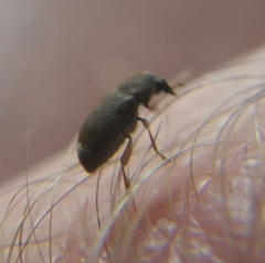 Urodontinae