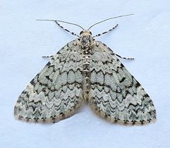 Spargania viridescens