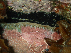 Haliotis australis image