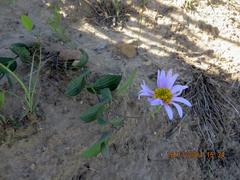 Afroaster perfoliatus