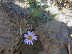 Afroaster perfoliatus