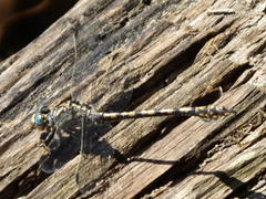 Paragomphus cognatus